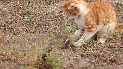 Red cat looking for mouse that hides under his nose, plays hunting in wildlife Stockbeeldmateriaal 89303776