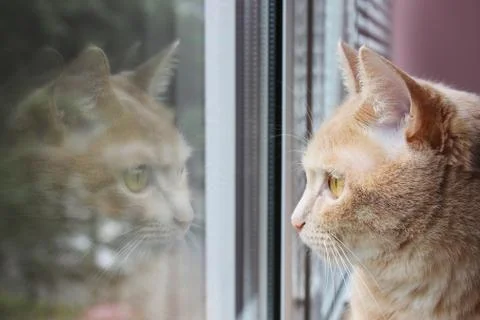 Red cat looking out the window and his reflection in the glass Stock-Fotos