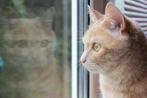 Red cat looking out the window and his reflection in the glass Stock Photos