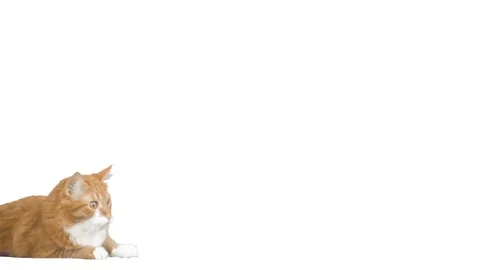 Red cat looking at a white background Stock Footage 75924658