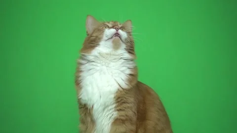 Red cat looks up and talks on a green screen Stockbeeldmateriaal 119534752