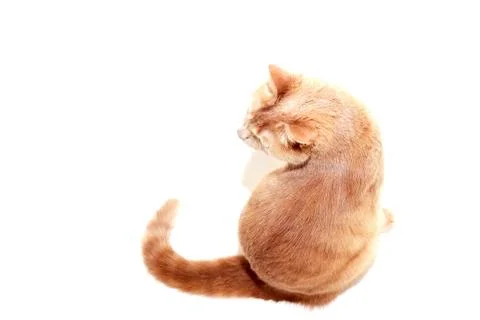 The red cat looks back at the camera. Red cat isolated on a white background. Stock Photos