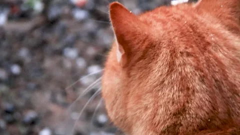 Red cat looks at the first falling snow Vídeo Stock 256545589