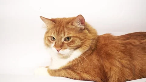 Red cat looks Stock Footage 100023802