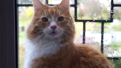 The red cat looks out the window. The cat and the rain. Stock Footage 163179963