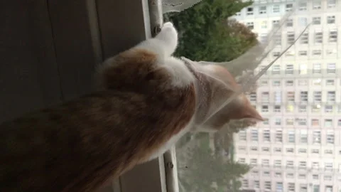 The red cat looks out the window. Through a hole in a mosquito grid. It sta.. Stock Footage 277111961