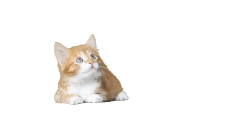 Red cat looks on a white background Stock Footage 75774403