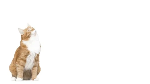 Red cat looks at a white background Stock Footage 75986693