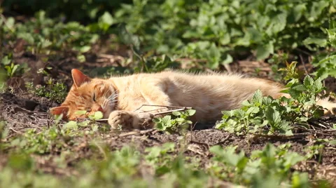 Red cat luxuriates in warm spring sunshine Stock Footage 5087774