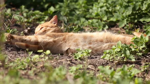 Red cat luxuriates in warm spring sunshine Stock Footage 5298426