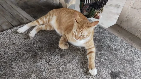 A red cat lying and resting on the marble table Stock Footage 311758890
