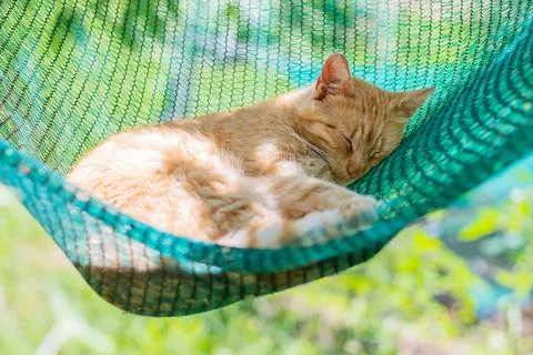 Red cat lying and sleeping in a hammock in the garden on a sunny summer day Stock Photos