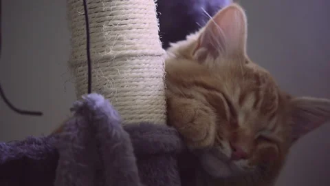 The red cat is lying in the basket close to window at an apartment. Stock Footage 272191566