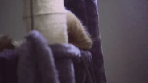 The red cat is lying in the basket close to window at an apartment. Stock Footage 272191576