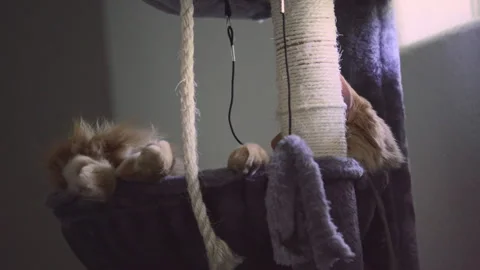 The red cat is lying in the basket close to window at an apartment. Stock Footage 272191702