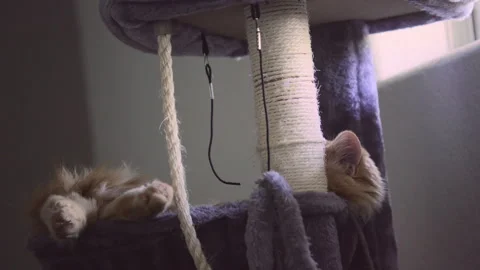The red cat is lying in the basket close to window at an apartment. Stock Footage 272191924
