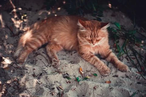 A red cat is lying on the beach. 写真素材