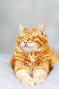 Red cat lying on the bed and dozing off with eyes closed Stock Photos