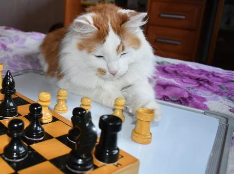 Red cat is lying on the bed and playing chess Stock Photos