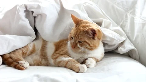 Red cat lying on the bed. Stock Footage 105021383