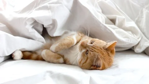 Red cat lying on the bed. Stock Footage 105021607