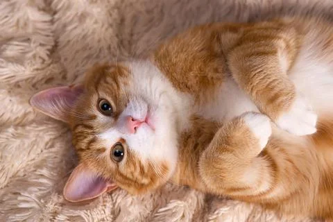 Red cat lying on the bed. Pet  couch resting. Fluffy cat sleepin Stock Photos