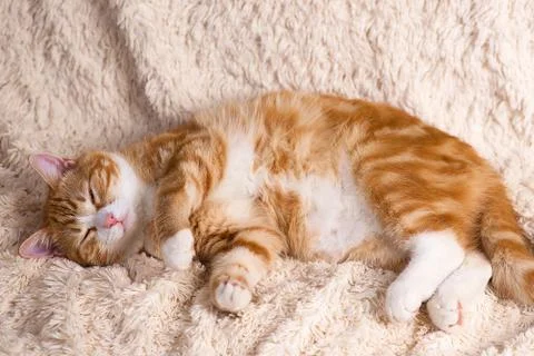 Red cat lying on the bed. Pet  couch resting. Fluffy cat sleepin Stock Photos