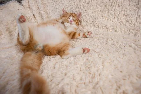 Red cat lying on the bed. Pet  couch resting. Fluffy cat sleepin Stock Photos