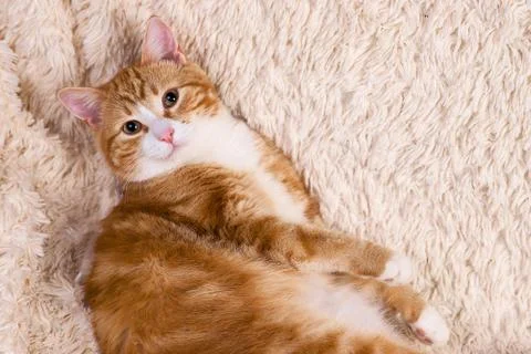 Red cat lying on the bed. Pet  couch resting. Fluffy cat sleepin Stock Photos
