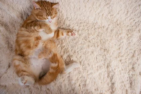 Red cat lying on the bed. Pet  couch resting. Fluffy cat sleepin Stock Photos