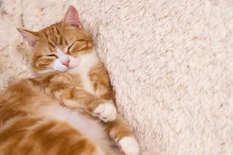Red cat lying on the bed. Pet  couch resting. Fluffy cat sleepin Stock Photos