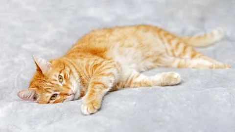 Red cat lying on the bed Stock Photos