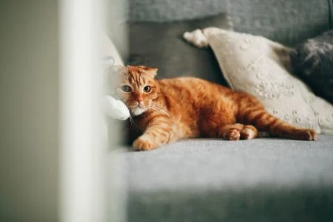 Red cat lying on the couch Stock Photos
