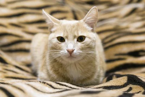 Red cat lying on the couch Stock Photos