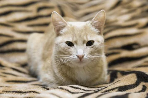 Red cat lying on the couch 库存照片