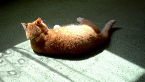 Red cat lying on green carpet and sun and mans hand are teasing and pushing him Stock Footage 112950686