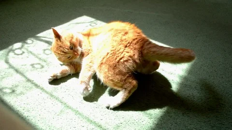 Red cat lying on green carpet and suddenly frightened and jumps up Stock Footage 112950691