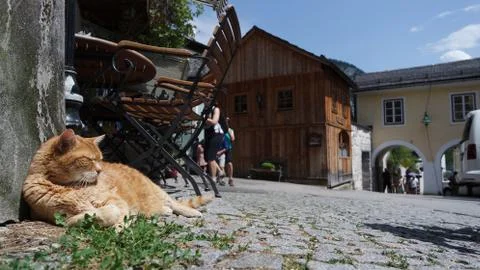 Red cat lying on the ground Stock Photos