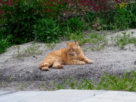 The red cat is lying on the ground Stock Photos