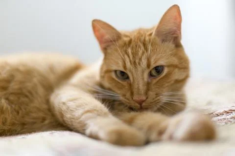 Red cat lying on a light blanket. Stock Photos