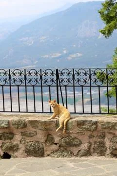 Red cat lying in the monastery of St. Stephen against the city of Kalambaka Stock Photos