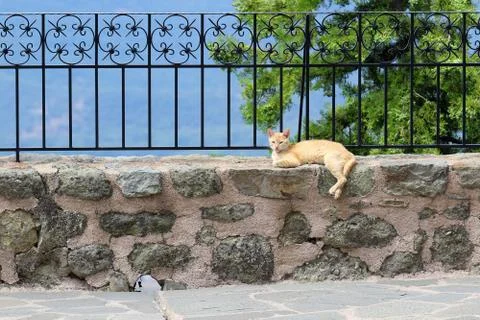Red cat lying in the monastery of St. Stephen Fotos de archivo