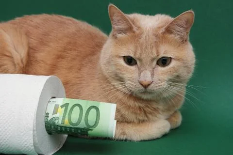 A red cat is lying next to a roll of white toilet paper on a green background Stock Photos