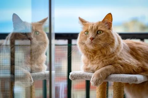 Red cat lying over the scratching post looking at you. Stock Photos
