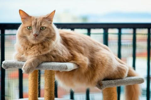 Red cat lying over the scratching post looking at you. Stock Photos