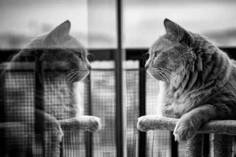Red cat lying over the scratching post looking at you. Stock Photos