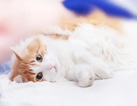 Red cat is lying Stock Photos