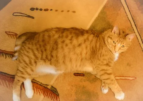 A red cat is lying on a red carpet Stock Photos