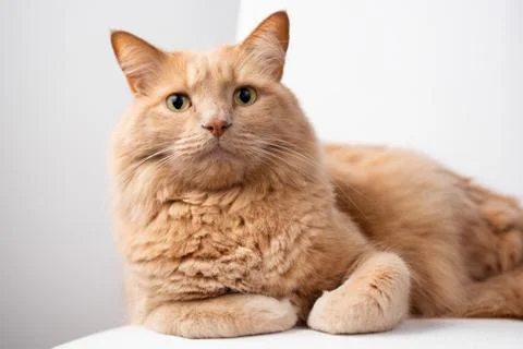 Red cat lying on a sofa with curiously look. Stock Photos
