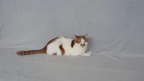 Red cat lying on the sofa. Pets at home. Stock Footage 128485984